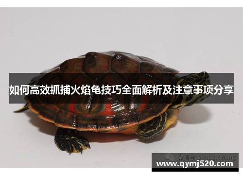 如何高效抓捕火焰龟技巧全面解析及注意事项分享
